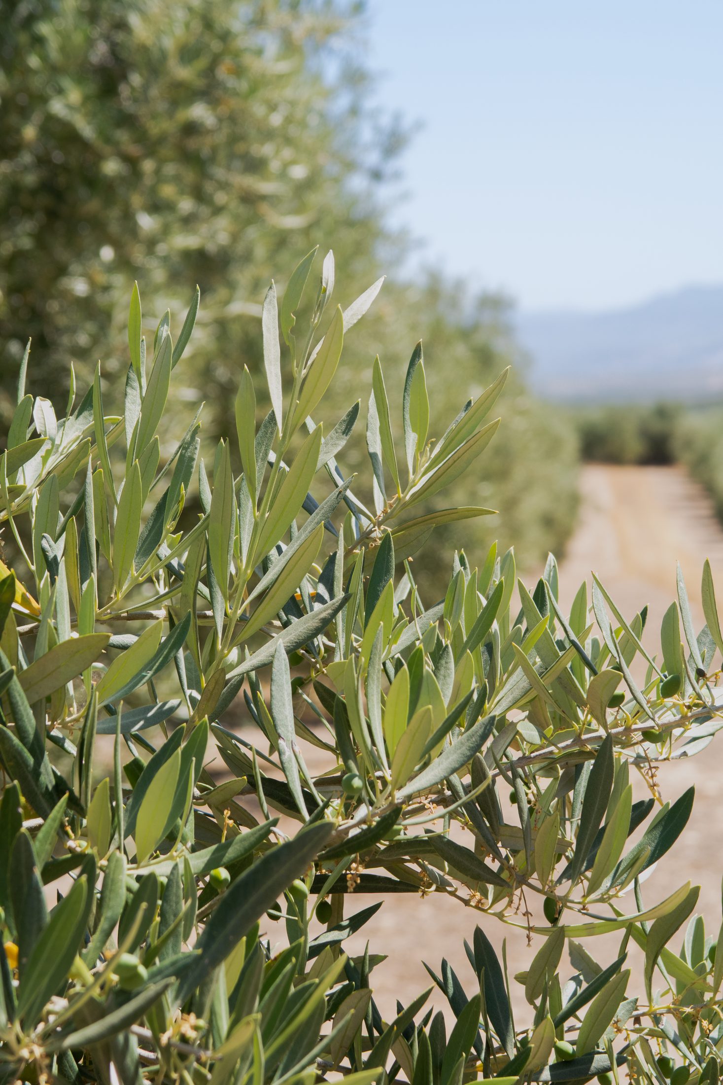 Sea of olive trees