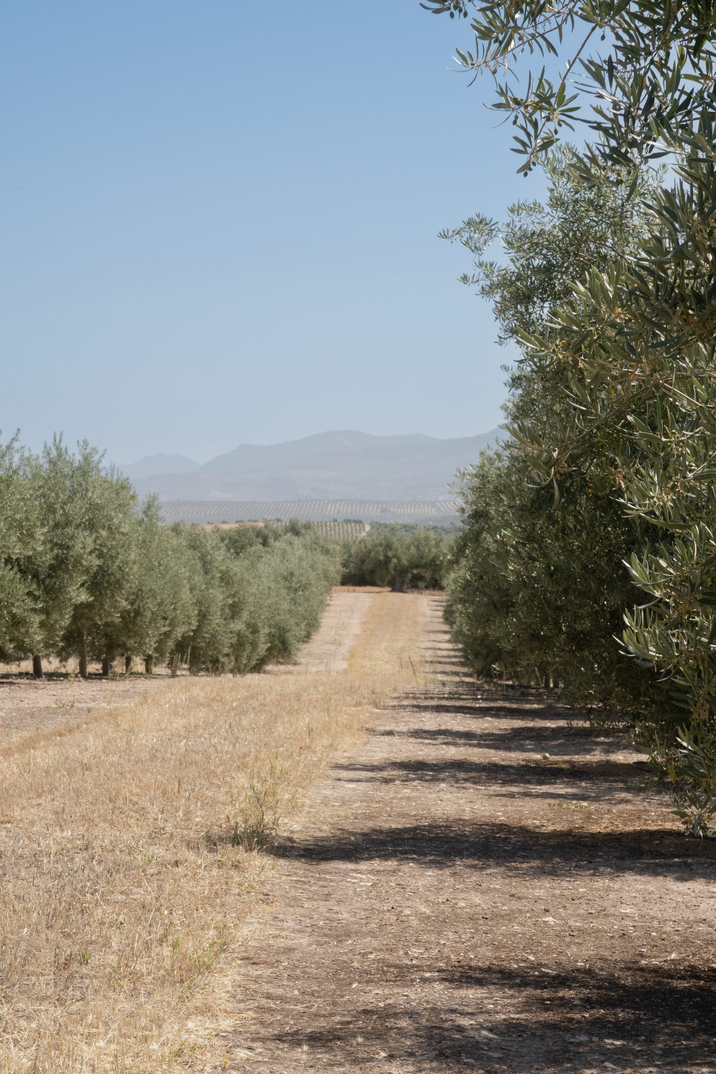Olive grove at dawn